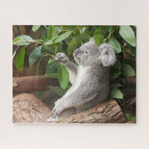 Quebra-cabeça Koala Bear