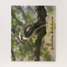 Kookaburra australiano