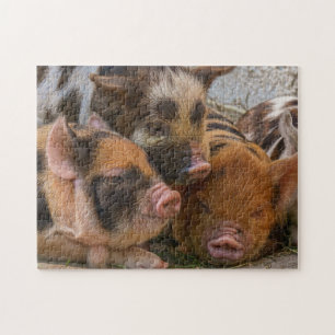 Quebra-cabeça KuneKune