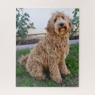 Quebra-cabeça Labradoodle Puppy Dog