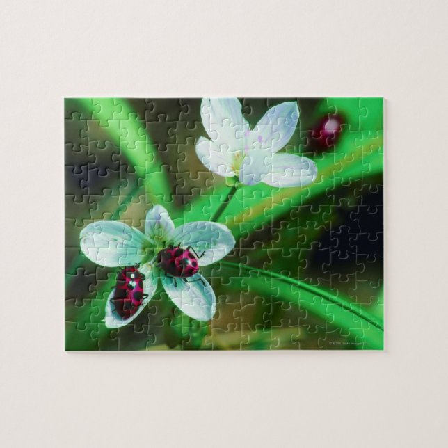 Quebra-cabeça Ladybug (Horizontal)