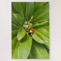 Ladybug em Flores