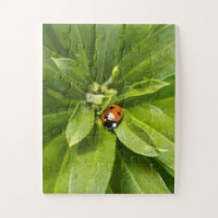 Ladybug em Flores