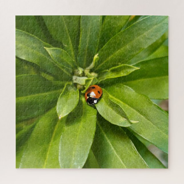 Quebra-cabeça Ladybug em Flores (Vertical)
