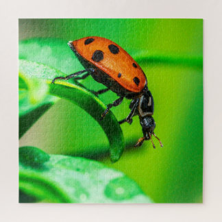 Quebra-cabeça Ladybug Macro Puzzle | Colorful Nature Jigsaw