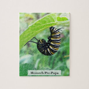 Quebra-cabeça Lagarta de Borboleta Monarca Pré-Pupa 110 Peças