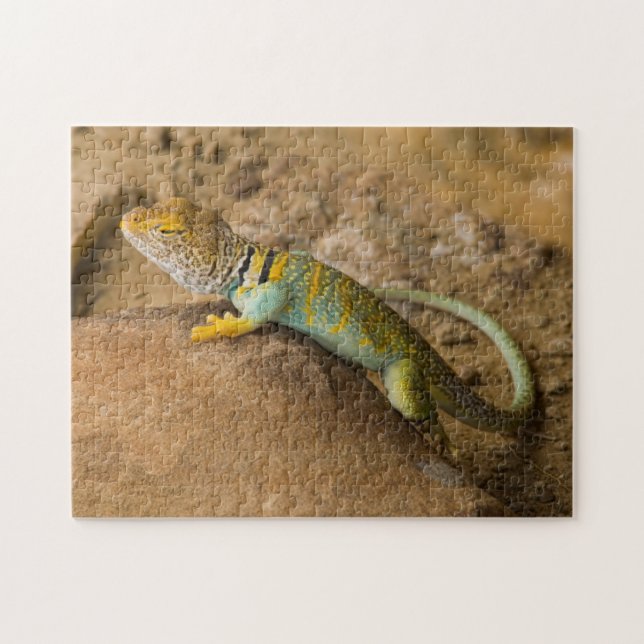 Quebra-cabeça Lagarto-de-colar (Horizontal)