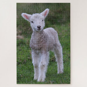 Quebra-cabeça Lamb Baby Shea Fazenda Animal