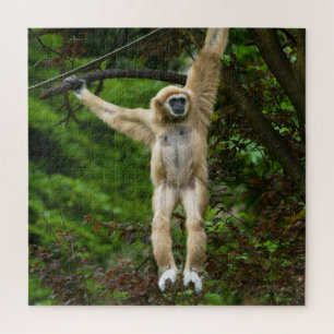 Quebra-cabeça Lar Gibbon Saindo Da Árvore