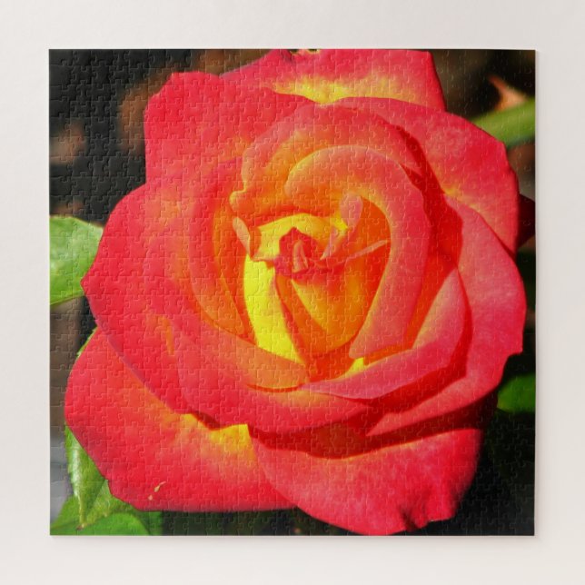 Quebra-cabeça Laranja e Rosa vermelha para Cima (Vertical)