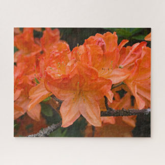 Quebra-cabeça Laranja Rhododendron