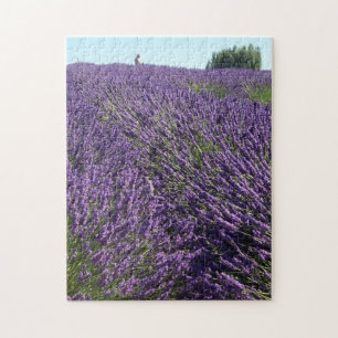 Quebra-cabeça Lavanda Fields of Sequim, WA Photo
