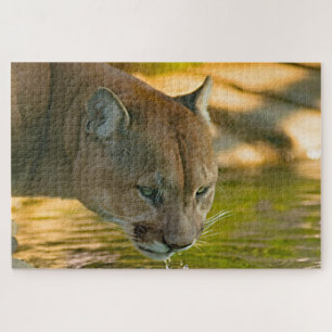 Quebra-cabeça Leão-da-montanha Puma.
