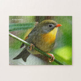 Quebra-cabeça Leiothrix colorida / Pekin Robin Pássaro Canoro