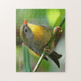Quebra-cabeça Leiothrix colorida / Pekin Robin Pássaro Canoro