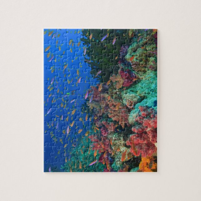 Quebra-cabeça Leitões De Leite (Pseudanthias) (Vertical)