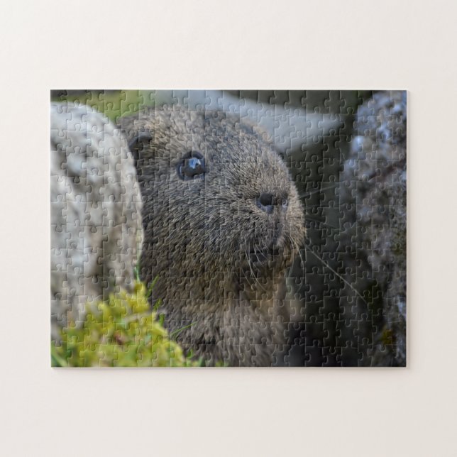 Quebra-cabeça Lemon Agouti Guiné Pig de grama atrás do Rock (Horizontal)