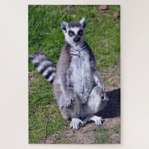 Quebra-cabeça Lêmur com a ponta do anel sentado no cartão-postal