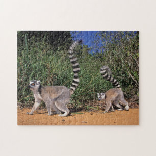 Quebra-cabeça Lêmures-de-cauda-anelada (Lemur Catta), Berenty