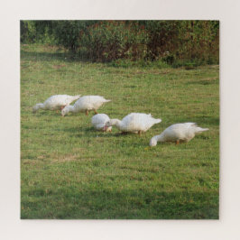 Quebra-cabeça lentilhas brancas, patos no campo, comendo saudáve