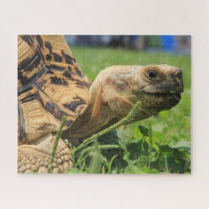 Quebra-cabeça Leopard Tortoise na grama