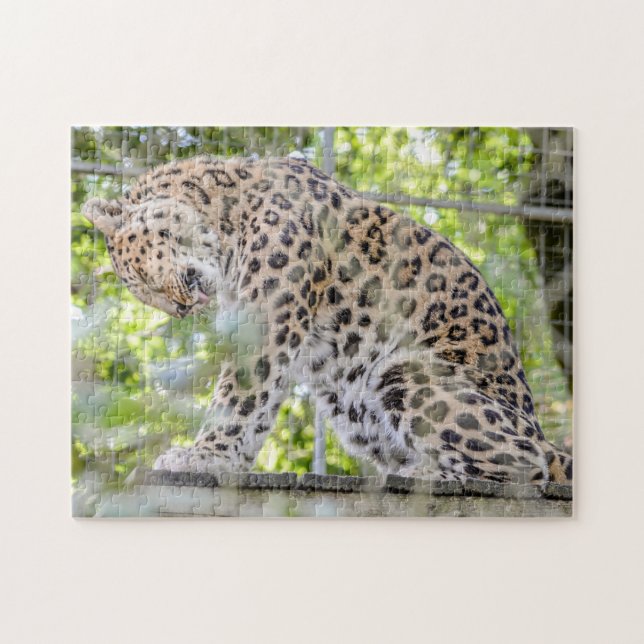 Quebra-cabeça Leopard Washing Wild Animal Photo (Horizontal)