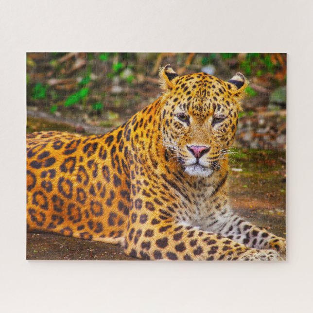 Quebra-cabeça Leopardos Grandes Felinos. (Horizontal)