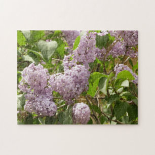 Quebra-cabeça Lilac Bush Lindas Flores de primavera Roxas
