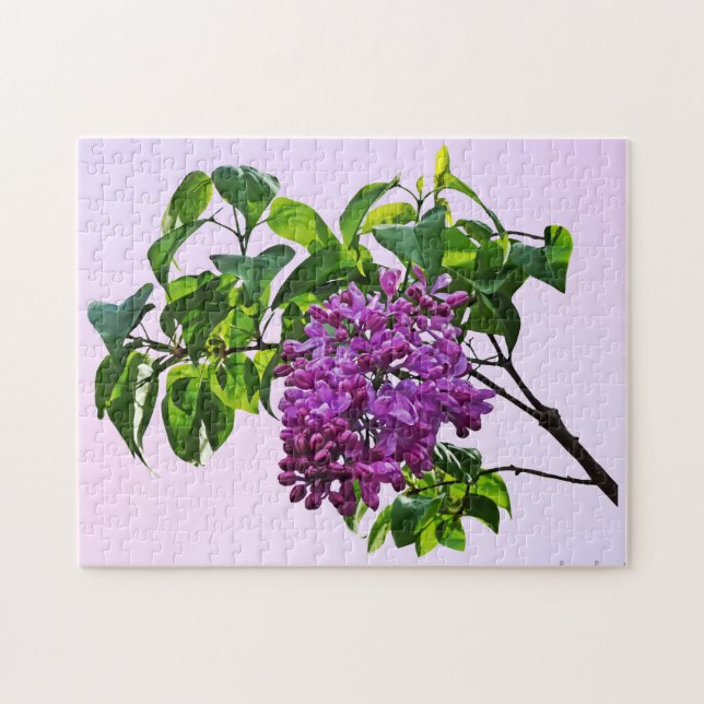 Quebra-cabeça Lilacs Apenas Abrindo (Horizontal)