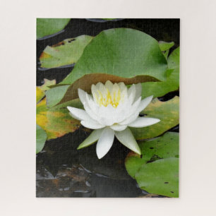 Quebra-cabeça Lily branca florescente num Lily Pond