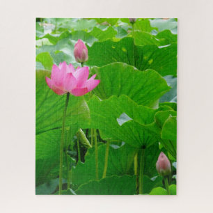 Quebra-cabeça Lily de Água Rosa Sangrenta