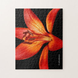 Quebra-cabeça Lily Gran Paradiso, Linda Laranja Vermelha Asiátic