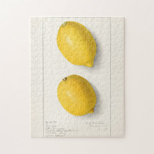 Quebra-cabeça Limões (Citrus Limon) Fruta