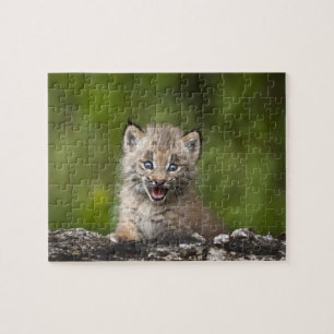 Quebra-cabeça Lince do bebê (lince Canadensis) que olha sobre A