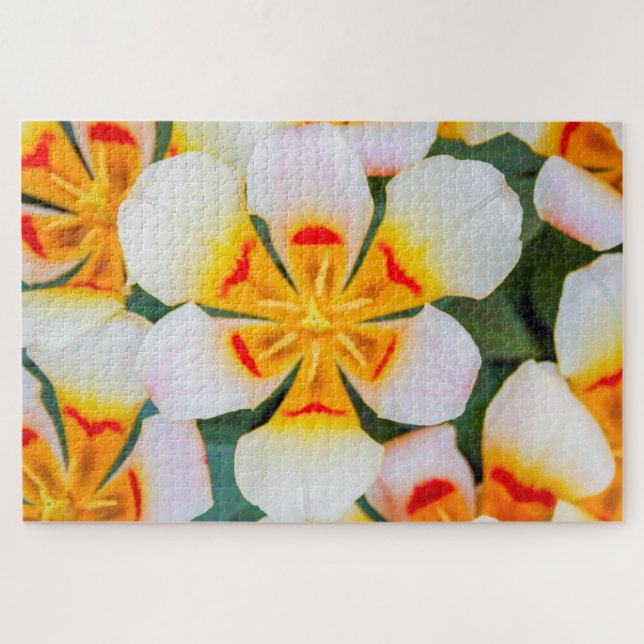 Quebra-cabeça Linda flor branca, laranja e vermelha (Horizontal)