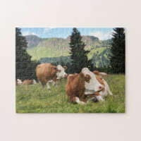 Lindas Vacas em Foto da Natureza da Pastura