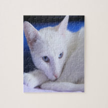 Lindo Gato Branco/Adicione a Foto do Seu Pet