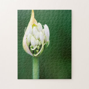 Quebra-cabeça Lírio Africano, Agapanthus Praecox, Cidade do Cabo