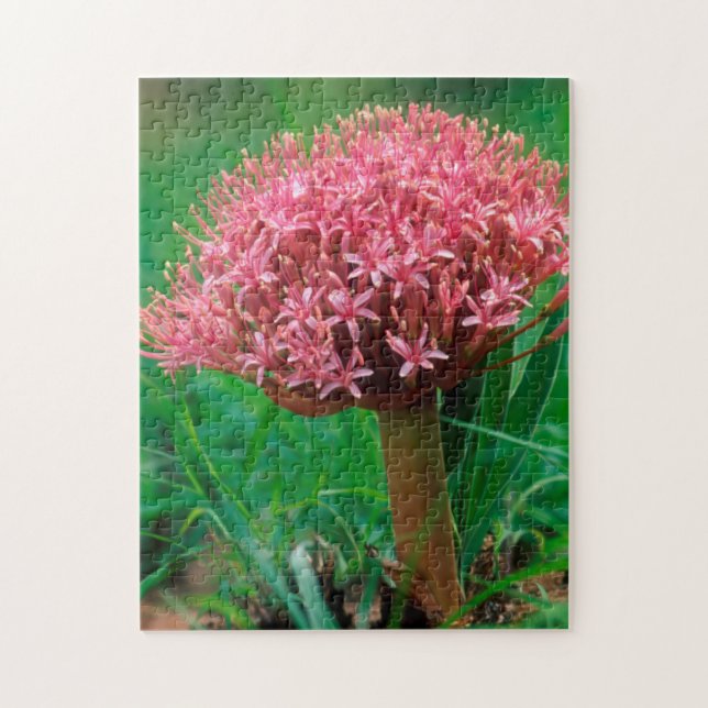 Quebra-cabeça Lírio Africano (Agapanthus Praecox), Mala Mala (Vertical)