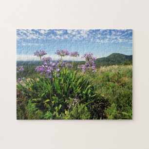 Quebra-cabeça Lírio Africano (Agapanthus praecox), Mossel Bay