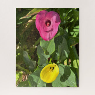 Quebra-cabeça Lírio-de-calateia Rosa e Amarelo, San Mateo
