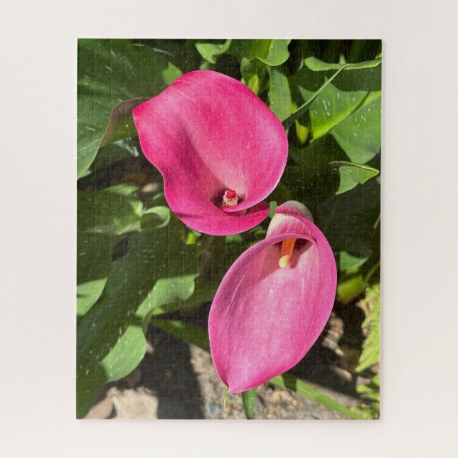Quebra-cabeça Lírio-de-Calla Rosa, San Mateo (Vertical)