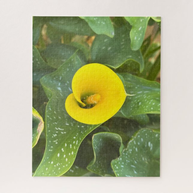 Quebra-cabeça Lírio-de-callas Amarelo, San Mateo (Vertical)