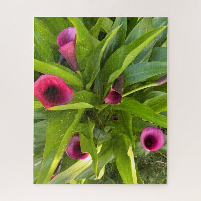 Quebra-cabeça Lírio-de-callas Roxo, Oakland (Vertical)