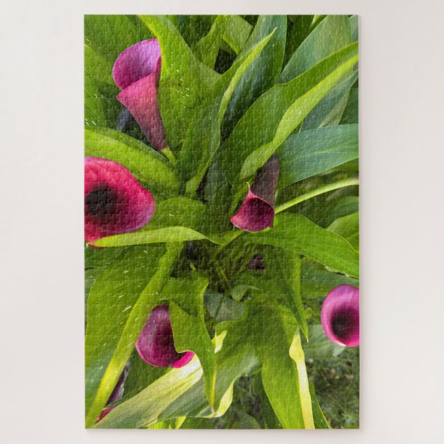 Quebra-cabeça Lírio-de-callas Roxo, Oakland (Vertical)