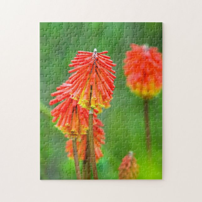 Quebra-cabeça Lírio Tocha (Kniphofia Uvaria), Cabo Ocidental (Vertical)