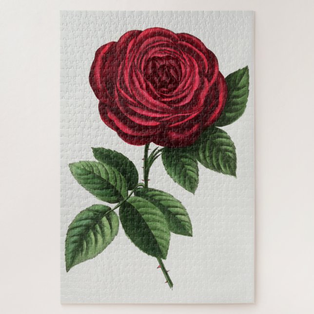Quebra-cabeça Litografia de Rosa Antiga, François-Frédéric Grobo (Vertical)