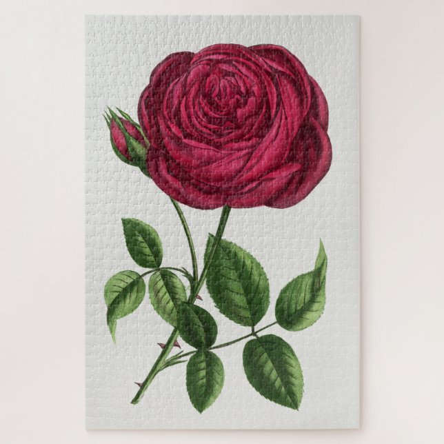 Quebra-cabeça Litografia de Rosa Antiga, François-Frédéric Grobo (Vertical)