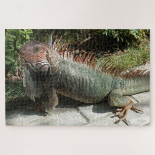 Quebra-cabeça Lizard Iguana Foto do Grande Sul-Americano