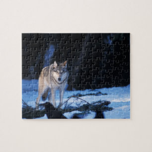 Quebra-cabeça lobo cinzento, Canis lupus, nos contrafortes